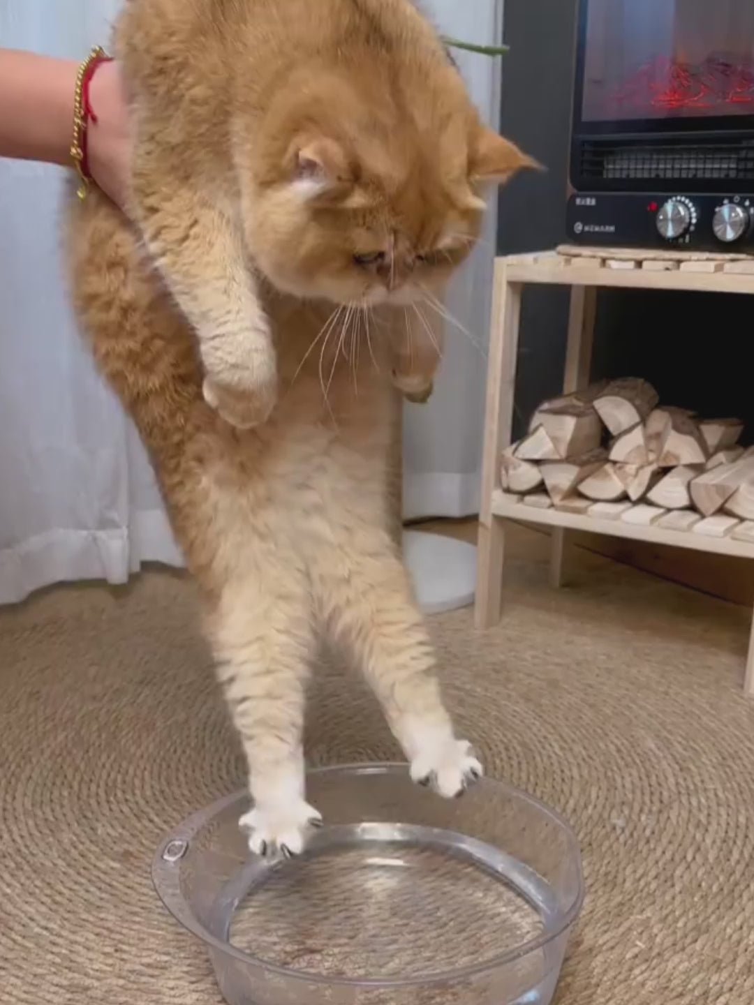 Steam Pet Brush – Καθαρισμός με ατμό, μασάζ και απομάκρυνση τριχώματος